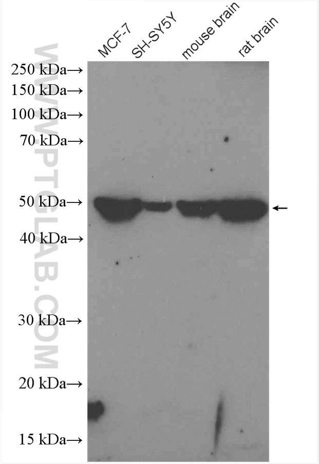 WB analysis using 26628-1-AP