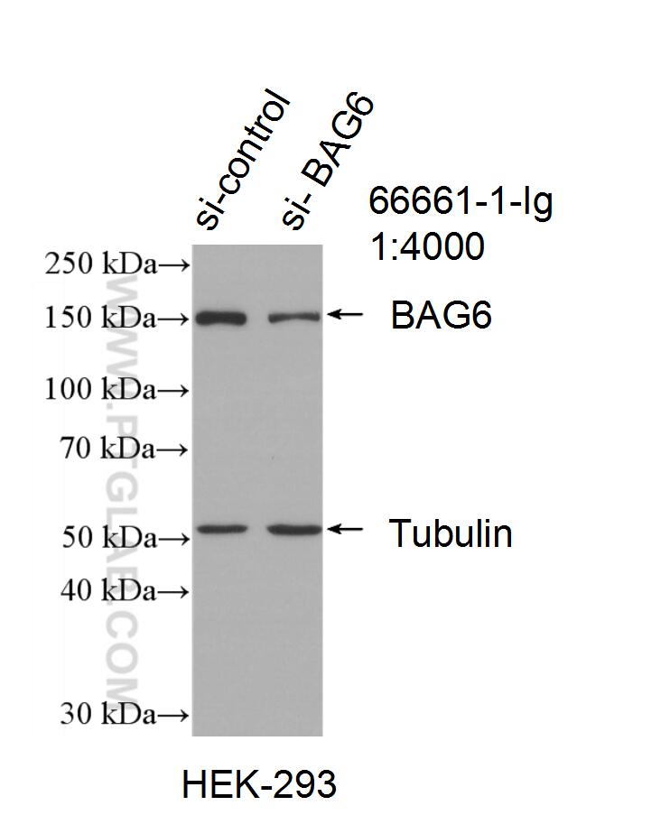 WB analysis of HEK-293 using 66661-1-Ig