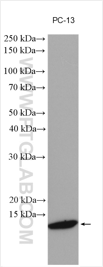 WB analysis using 20072-1-AP