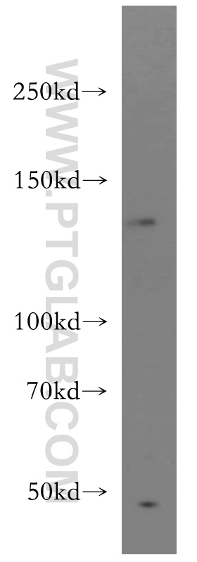 BAI3-Specific