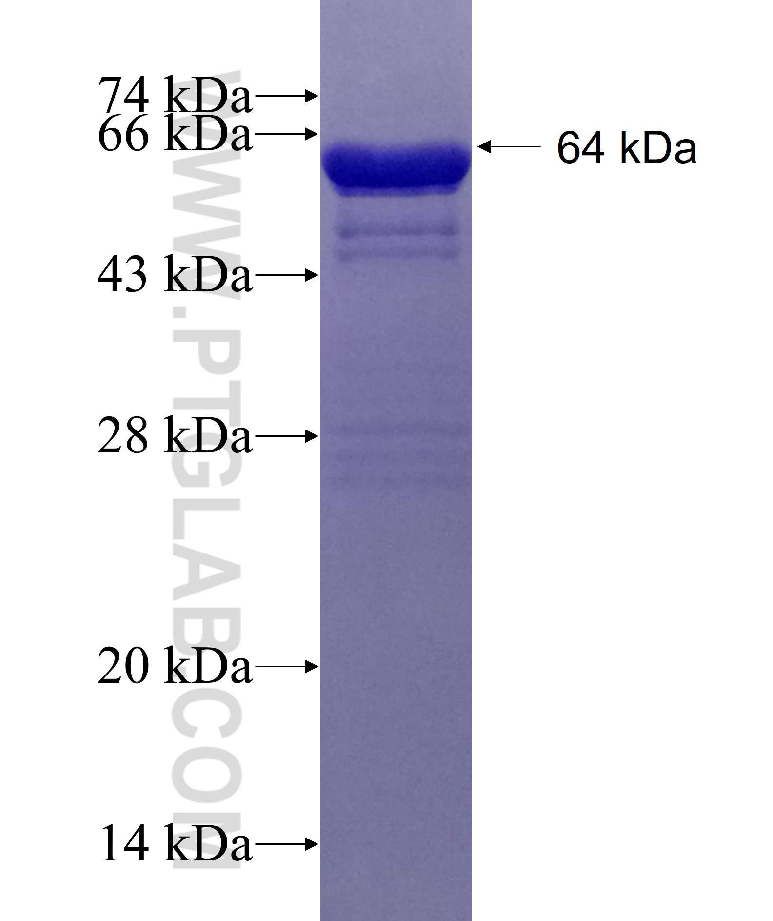 BAIAP2 fusion protein Ag1552 SDS-PAGE