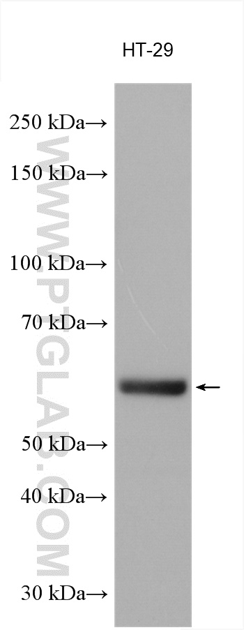 WB analysis using 16738-1-AP