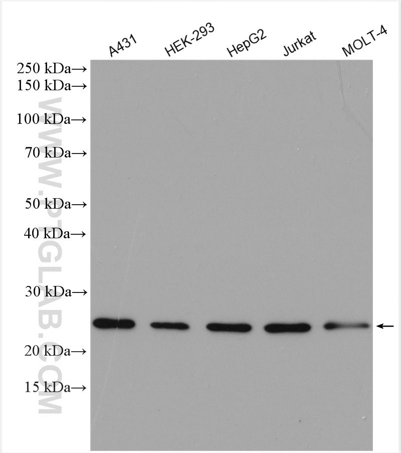 WB analysis using 29552-1-AP