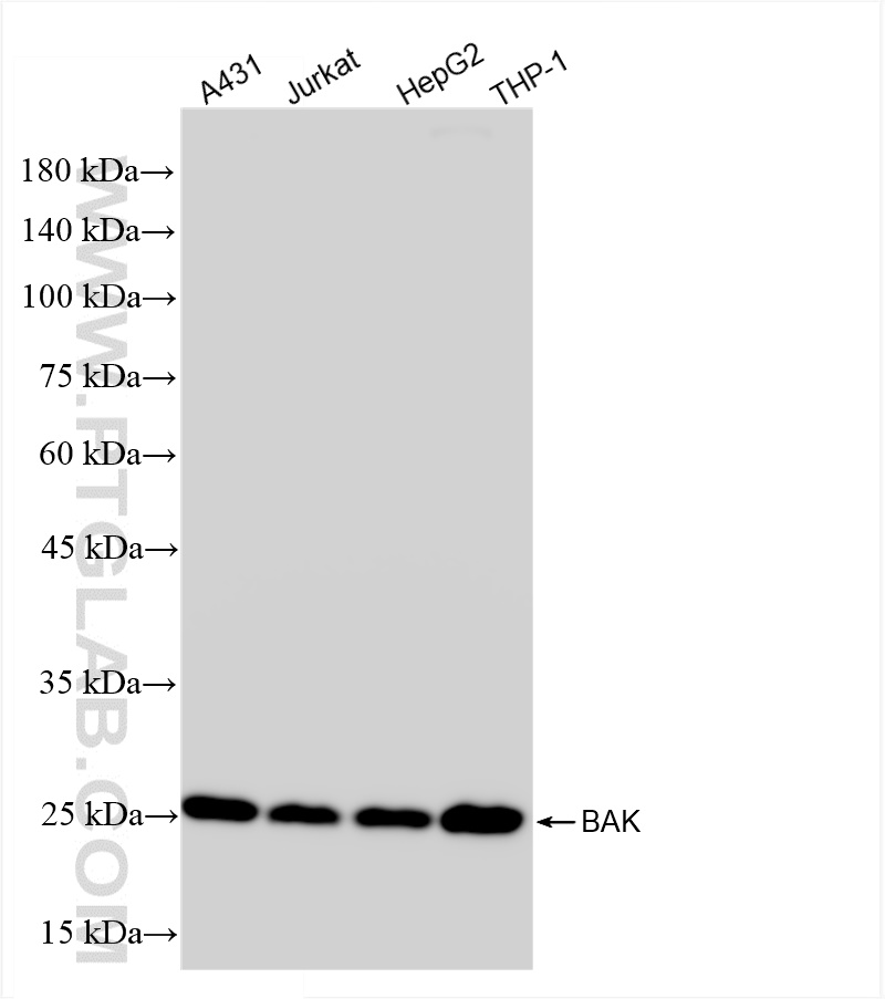 WB analysis using 85200-1-RR