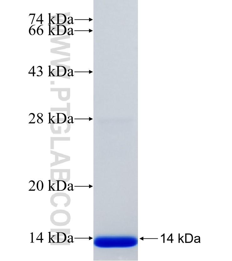 BANF1 fusion protein Ag35022 SDS-PAGE