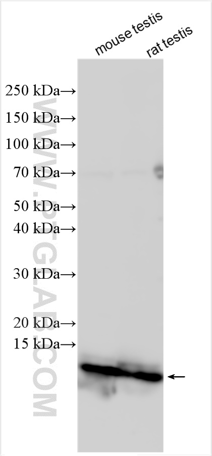 WB analysis using 31236-1-AP