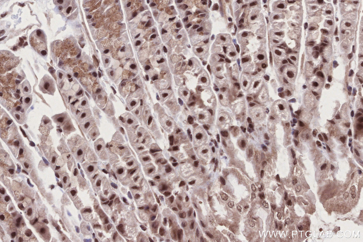 IHC staining of mouse stomach using 16393-1-AP