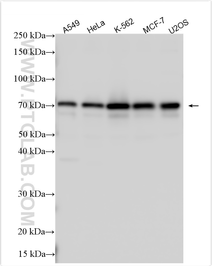 WB analysis using 16393-1-AP