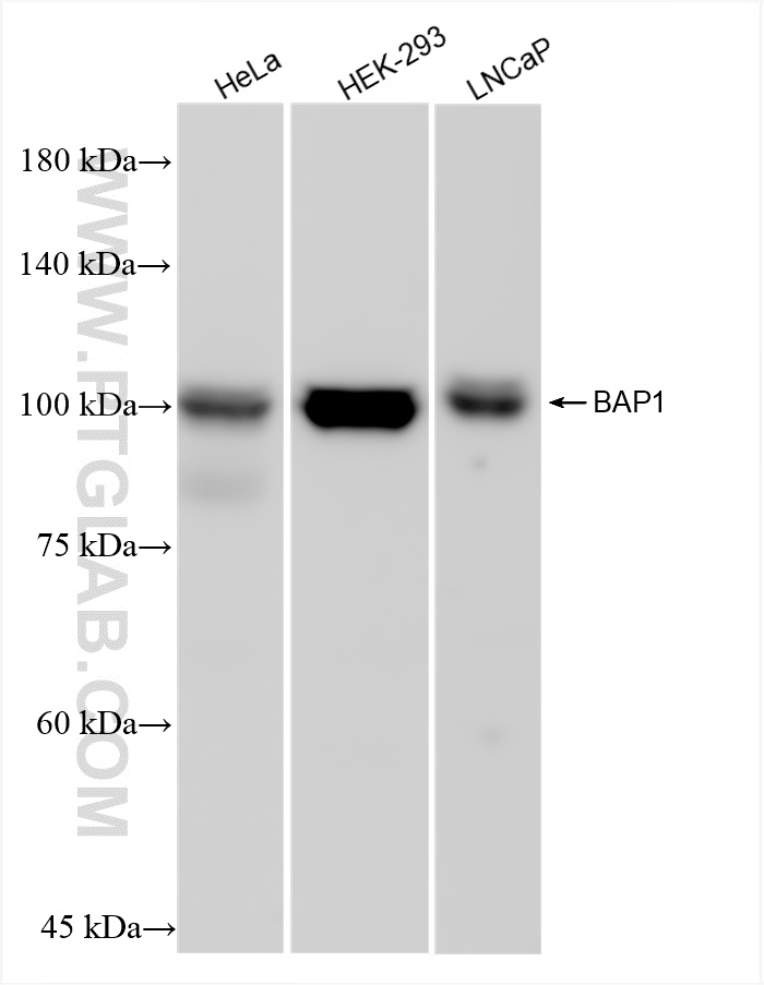 WB analysis using 83371-1-RR