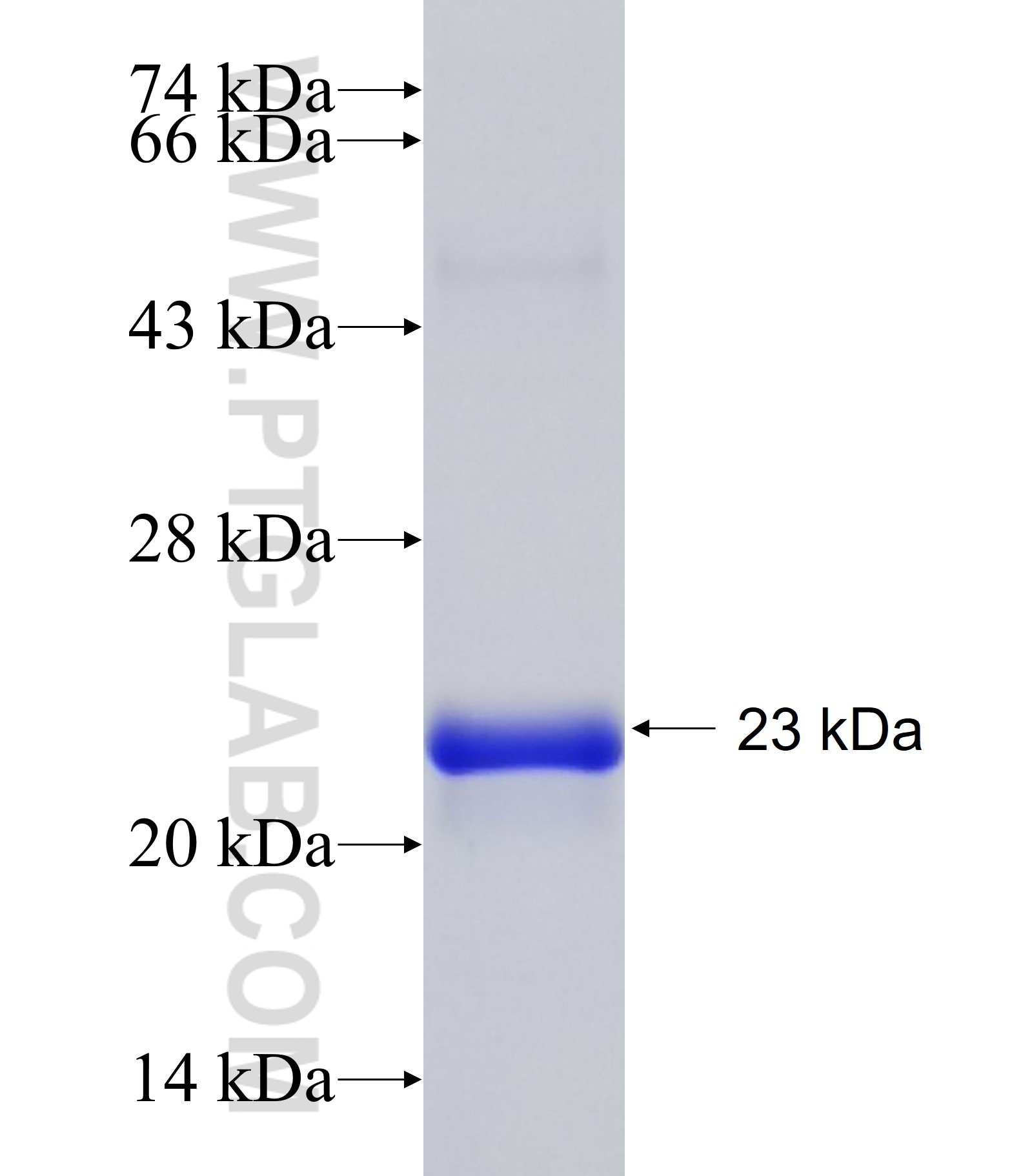 BAP1 fusion protein Ag34472 SDS-PAGE