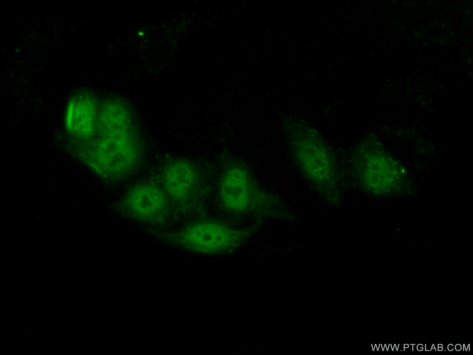 IF Staining of HepG2 using 23976-1-AP