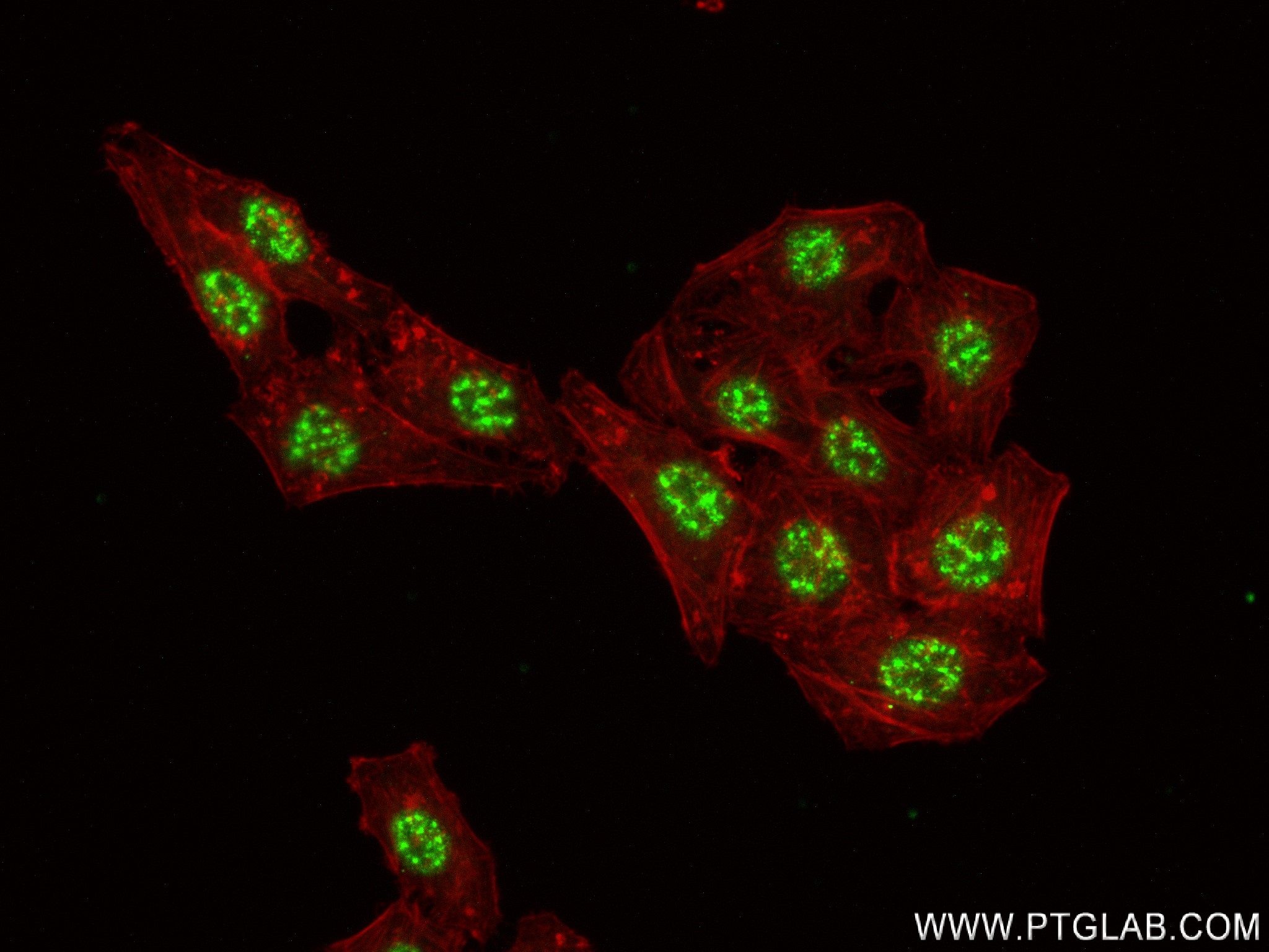 IF Staining of HepG2 using 83596-4-RR
