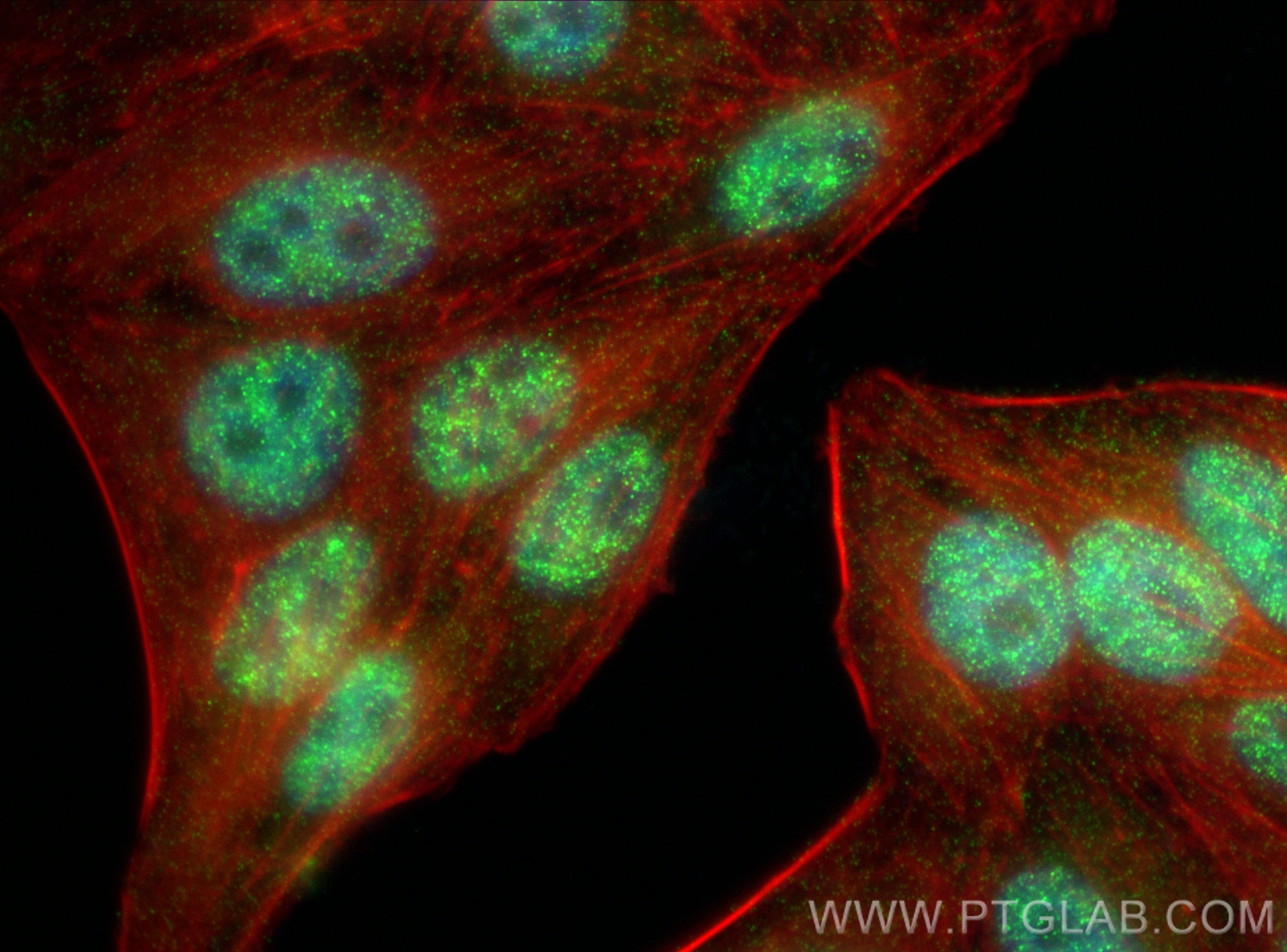 IF Staining of HepG2 using 83596-4-RR