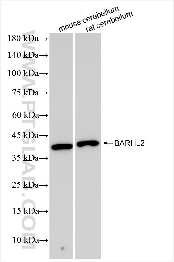 WB analysis using 83596-4-RR