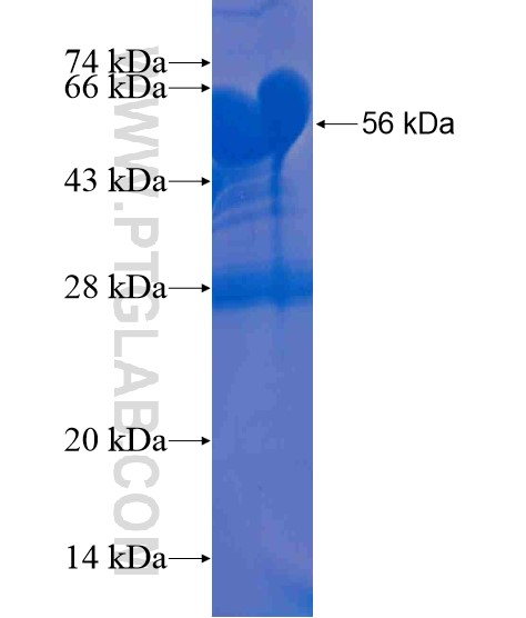 BARHL2 fusion protein Ag21156 SDS-PAGE