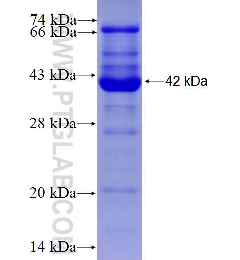 BAT1 fusion protein Ag6612 SDS-PAGE