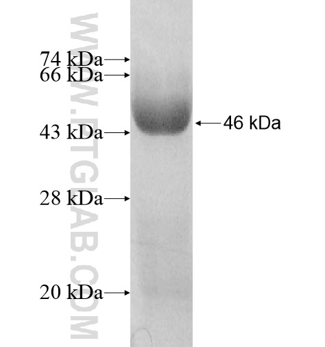 BAT5 fusion protein Ag11337 SDS-PAGE BAT5 fusion protein Ag11337 SDS-PAGE