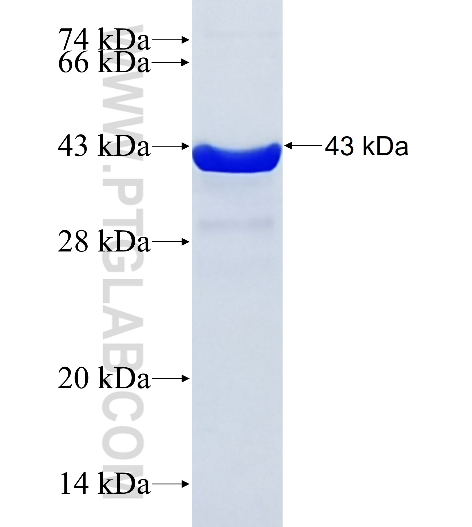 BATF3 fusion protein Ag34625 SDS-PAGE BATF3 fusion protein Ag34625 SDS-PAGE