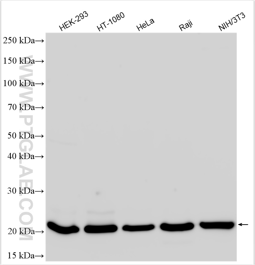 WB analysis using 50599-2-Ig