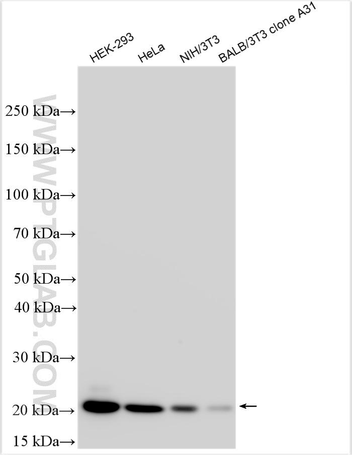 WB analysis using 50599-2-Ig