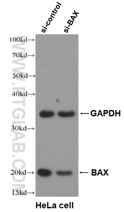 BAX Polyclonal antibody