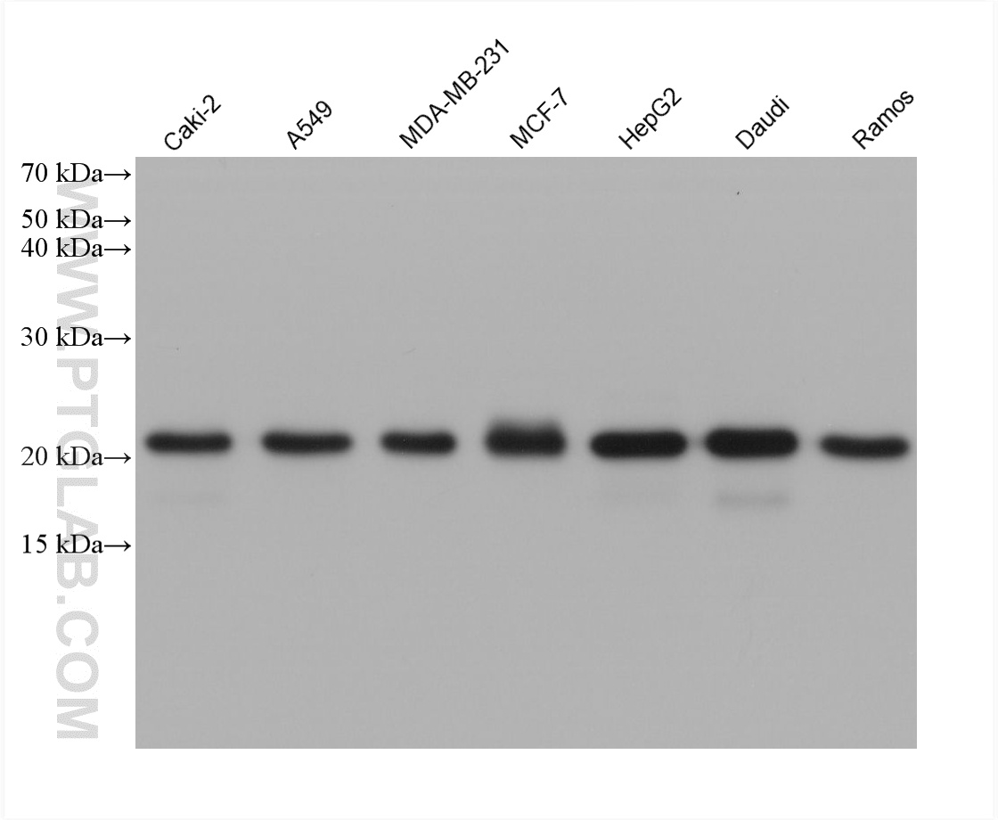 WB analysis using 60267-1-Ig