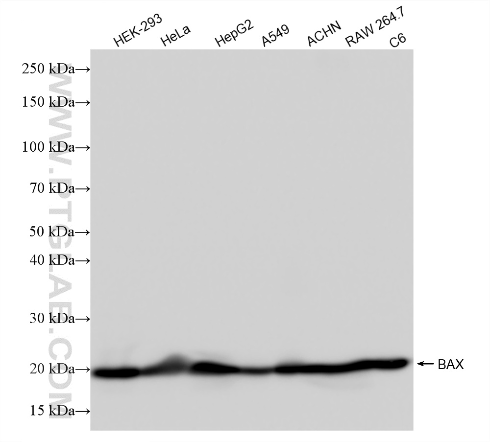 WB analysis using 81789-4-RR