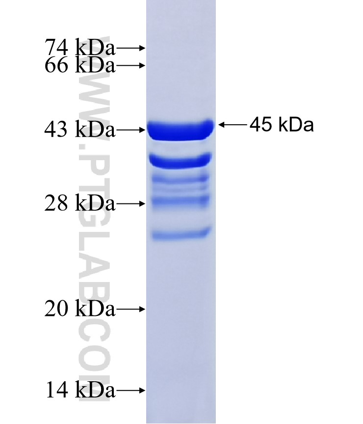 BAX fusion protein Ag40421 SDS-PAGE BAX fusion protein Ag40421 SDS-PAGE