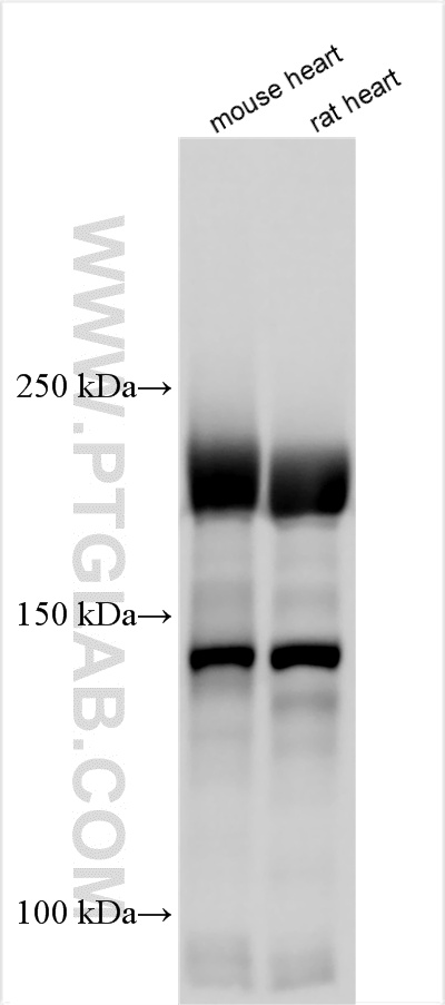 WB analysis using 33437-1-AP