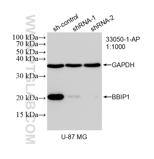 WB analysis of U-87 MG using 33050-1-AP WB analysis of U-87 MG using 33050-1-AP