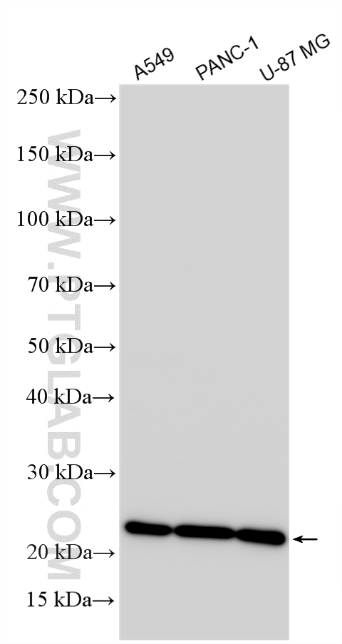 WB analysis using 33050-1-AP WB analysis using 33050-1-AP