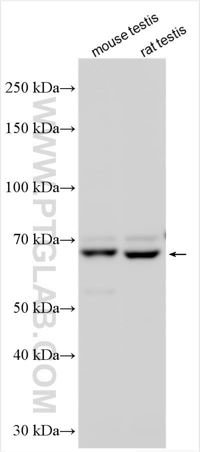 WB analysis using 24337-1-AP