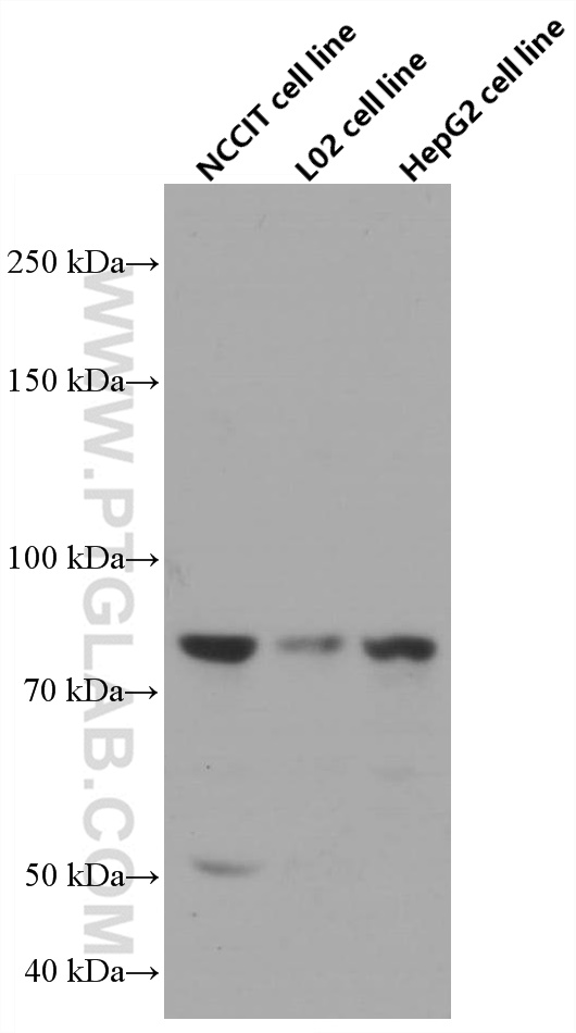 WB analysis using 66679-1-Ig