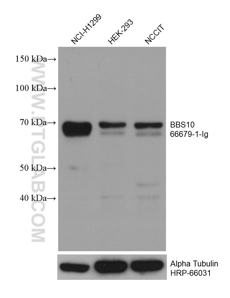 WB analysis using 66679-1-Ig