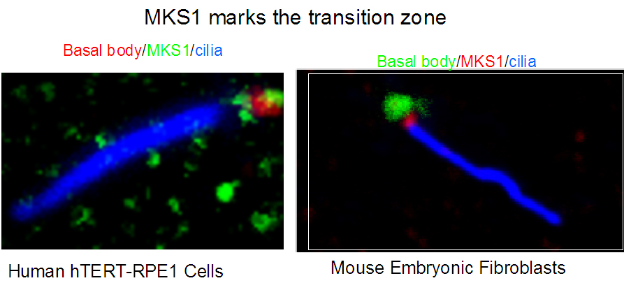 IF Staining of hTERT-RPE1 cells and Mouse embryonic fibroblasts using 16206-1-AP