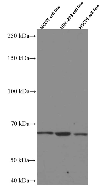 WB analysis using 66518-1-Ig