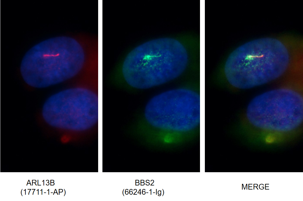 IF Staining of MDCK using 66246-1-Ig