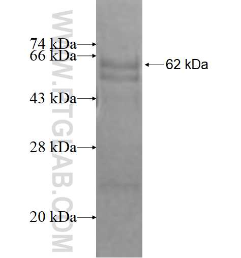 BBS2 fusion protein Ag1662 SDS-PAGE