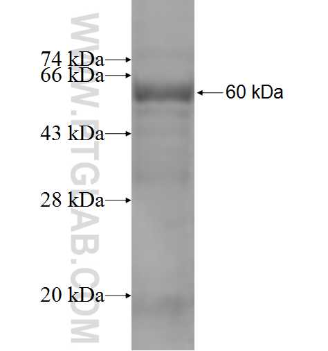 BBS4 fusion protein Ag3430 SDS-PAGE