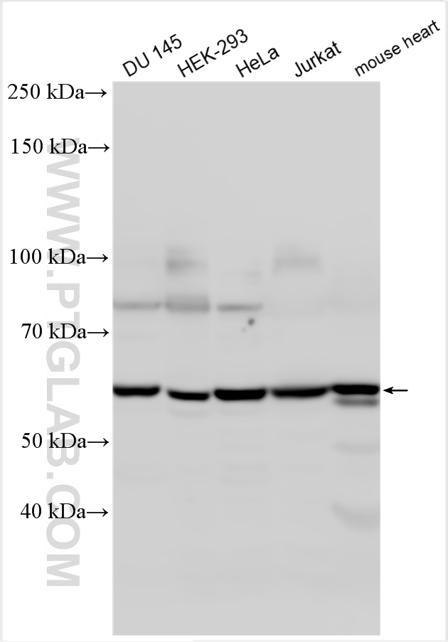 WB analysis using 14460-1-AP