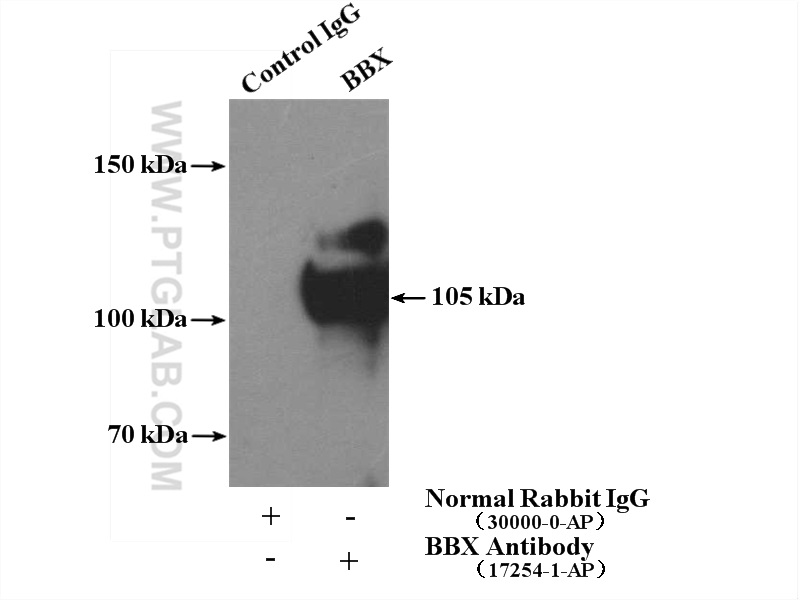 IP experiment of HepG2 using 17254-1-AP