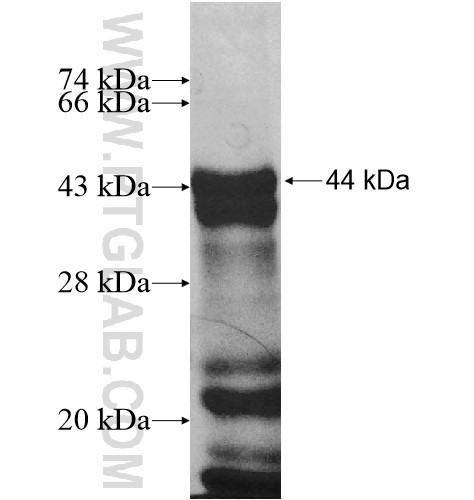 BBX fusion protein Ag10671 SDS-PAGE BBX fusion protein Ag10671 SDS-PAGE