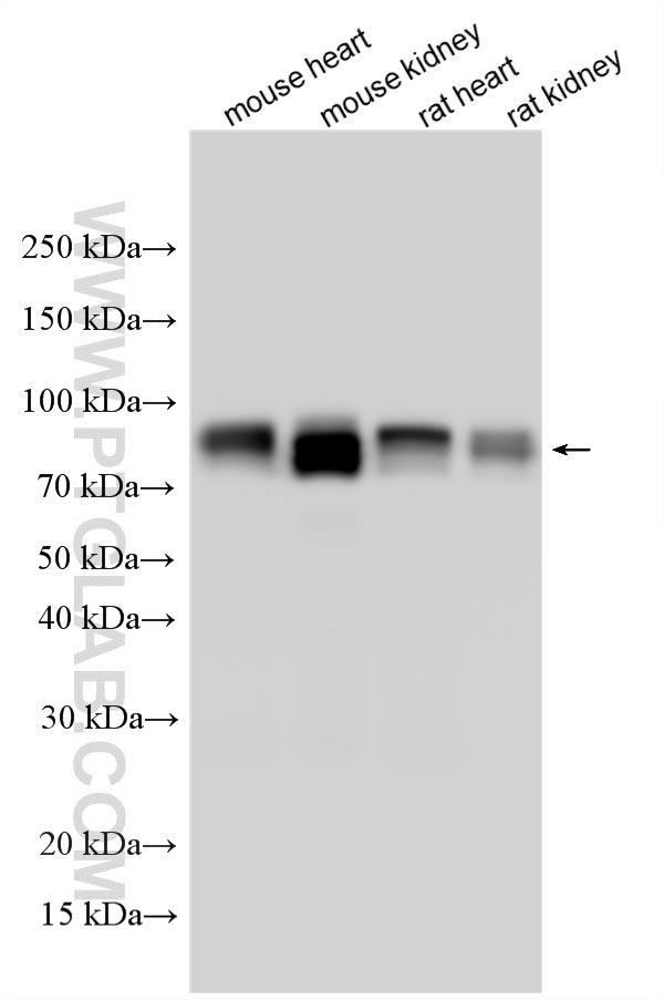 WB analysis using 33665-1-AP