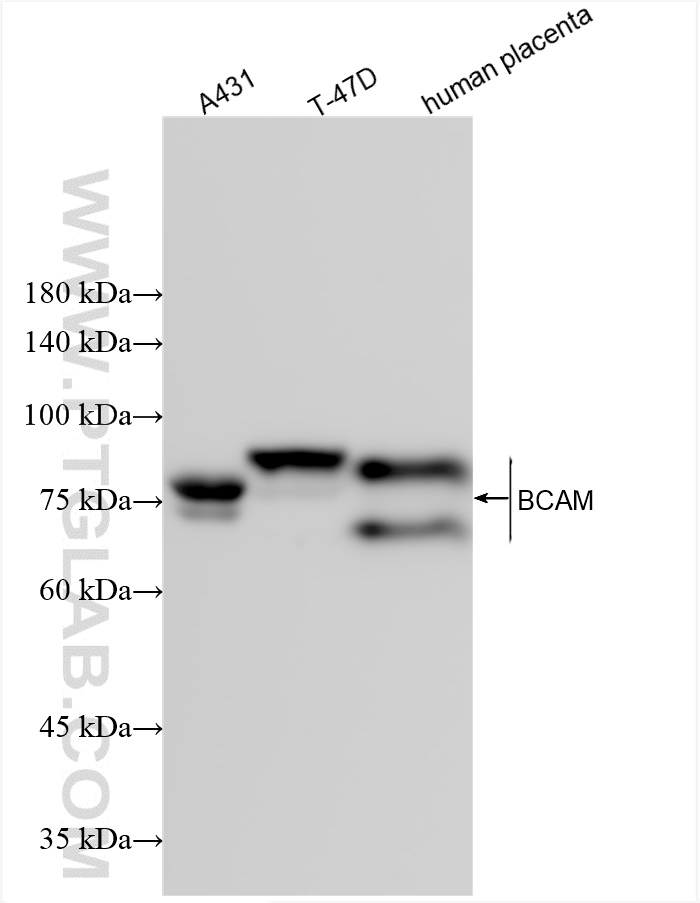 WB analysis using 84038-3-RR