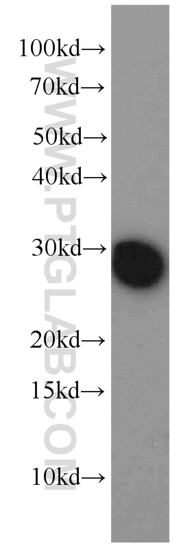 BAP31 Polyclonal antibody