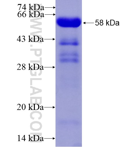 BCAR1 fusion protein Ag10604 SDS-PAGE
