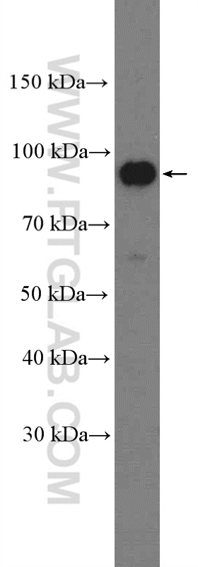 WB analysis of K-562 using 13628-1-AP