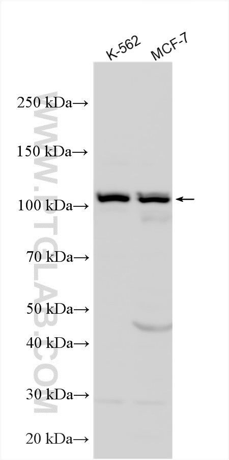 WB analysis using 13628-1-AP