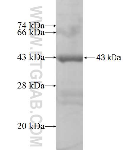 BCAR3 fusion protein Ag5300 SDS-PAGE BCAR3 fusion protein Ag5300 SDS-PAGE