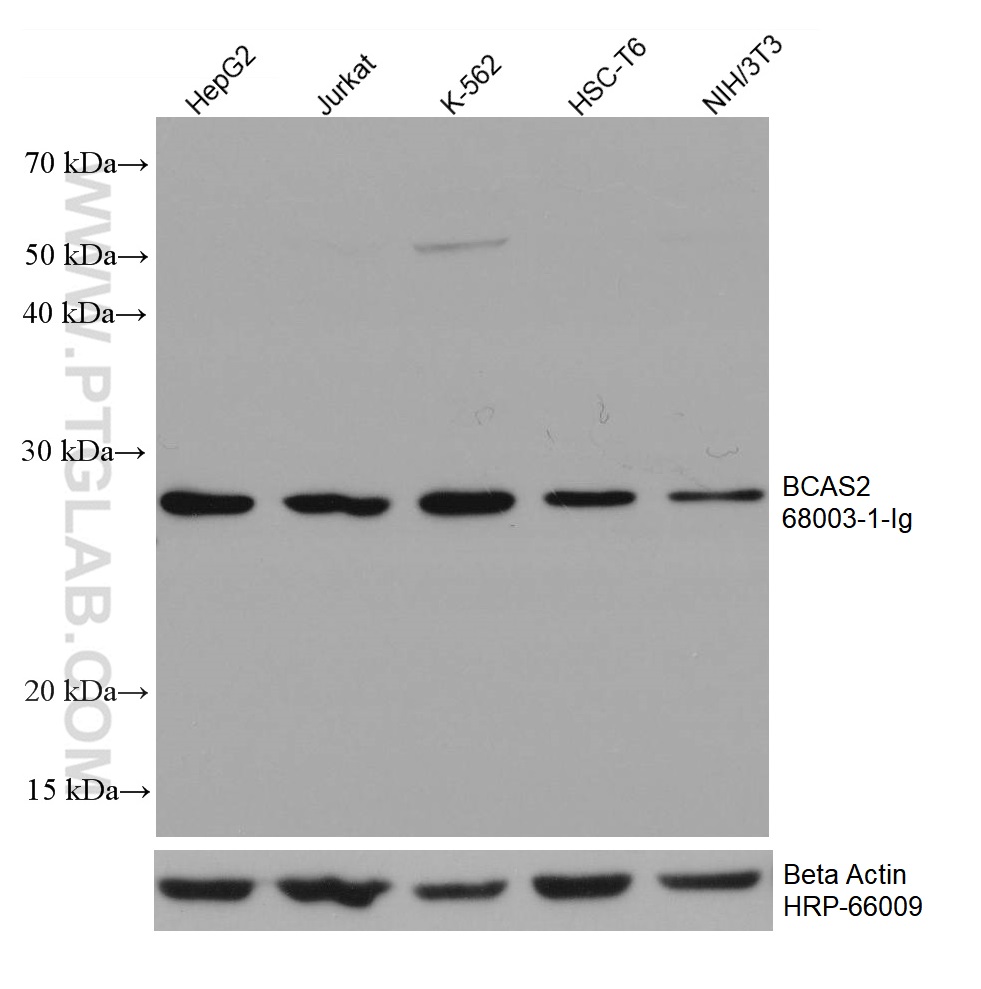 WB analysis using 68003-1-Ig